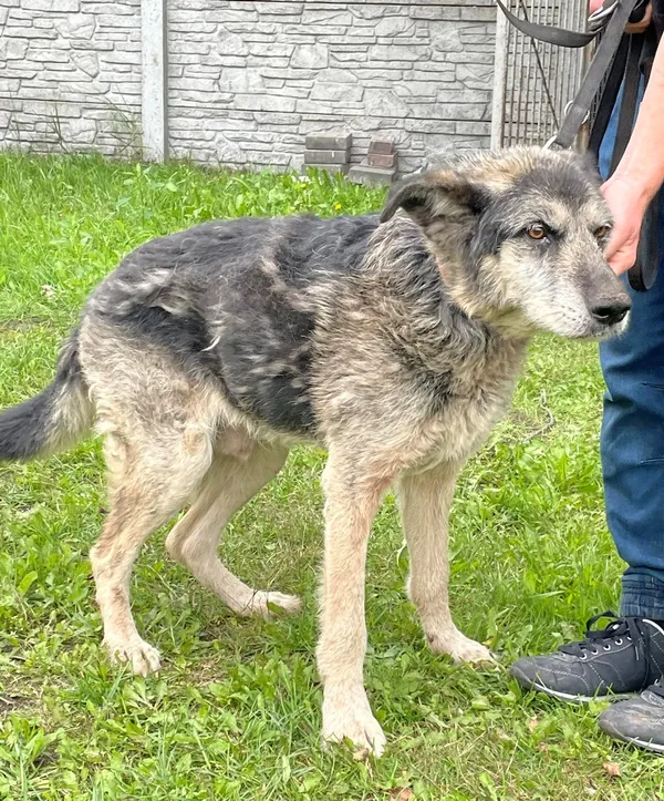 Pies do adopcji, Sosnowice, 9 sierpnia 2023 (2/3)