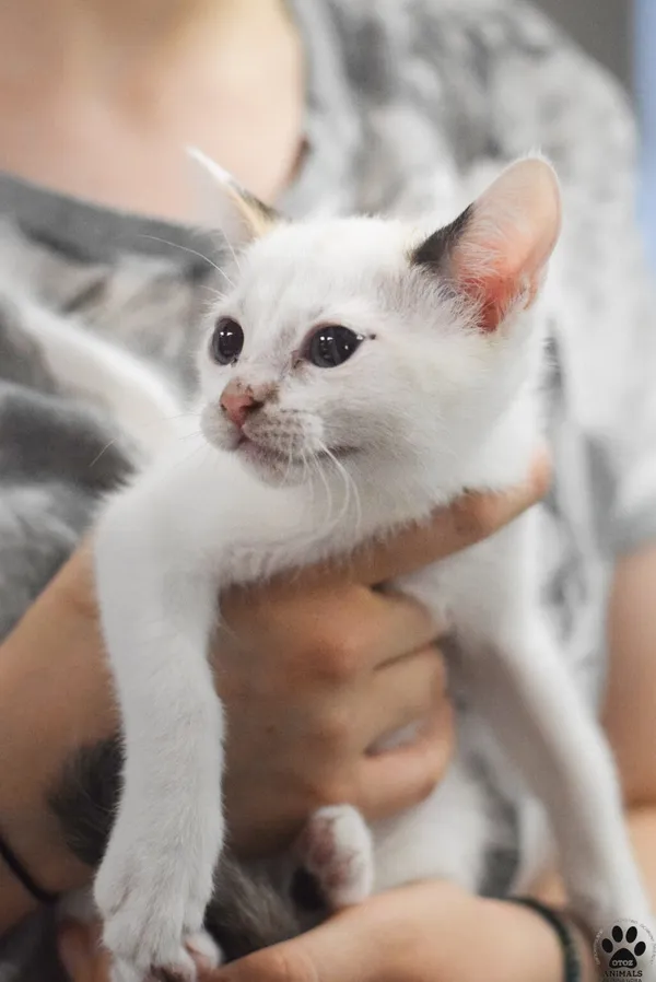 Kot do adopcji, Zielona Góra, 13 sierpnia 2023