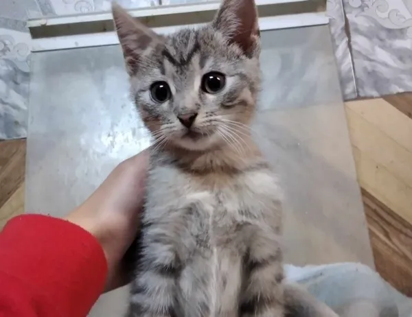 Kot do adopcji, Świdnica, 15 czerwca 2023