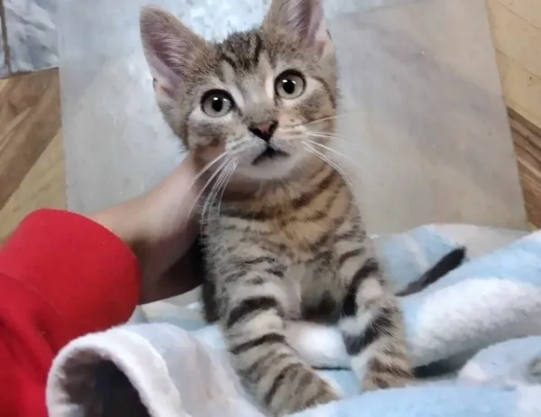 Kot do adopcji, Świdnica, 15 czerwca 2023