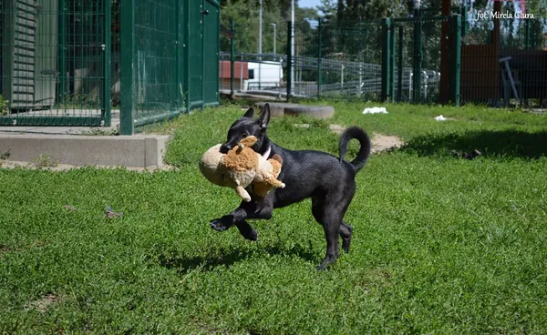 Pies do adopcji, Bydgoszcz, 14 sierpnia 2023 (2/5)