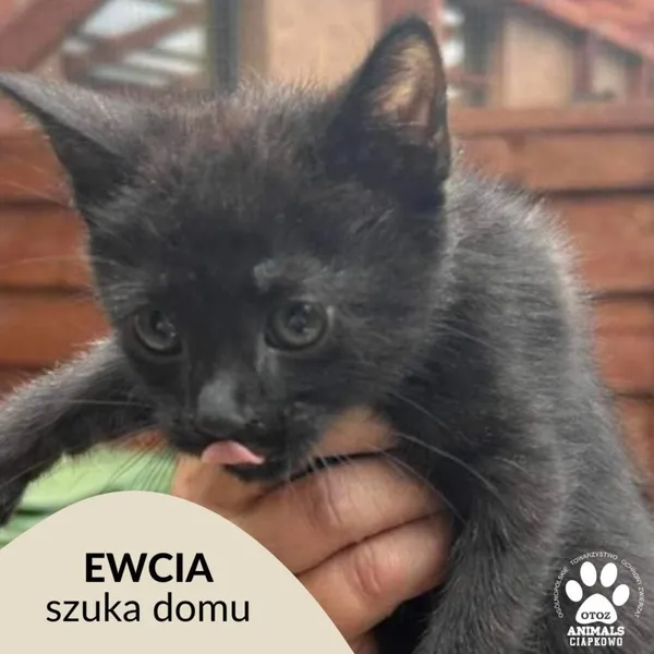 Kot do adopcji, Gdynia, 15 sierpnia 2023