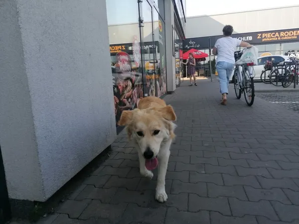Znaleziono psa, Łódź, 16 sierpnia 2023