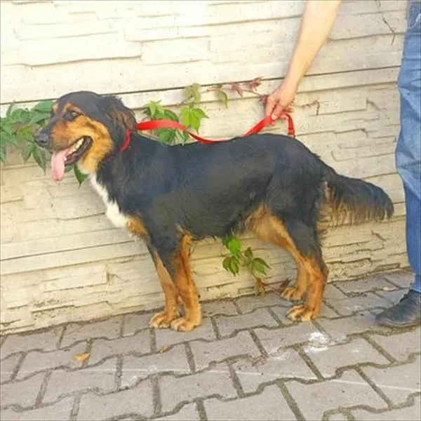 Znaleziono psa, Jędrzejewo, 14 sierpnia 2023