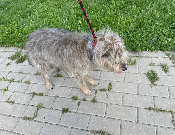 Znaleziono psa, Świdnica, 16 sierpnia 2023