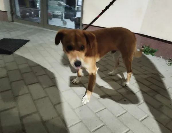 Znaleziono psa, Świdnica, 15 sierpnia 2023