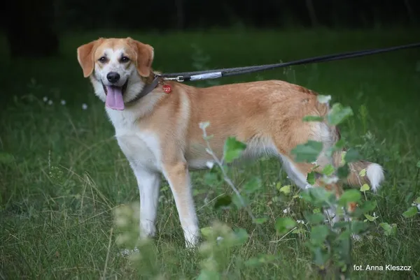Znaleziono psa, Toruń, 24 czerwca 2023