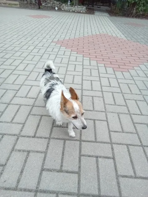 Znaleziono psa, Łódź, 19 sierpnia 2023