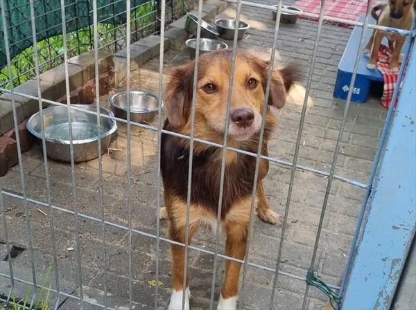 Pies do adopcji, Gorzów Wielkopolski, 19 sierpnia 2023