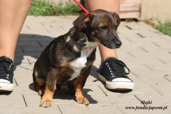Pies do adopcji, Nowy Dwór Mazowiecki, 20 sierpnia 2023 (2/5)