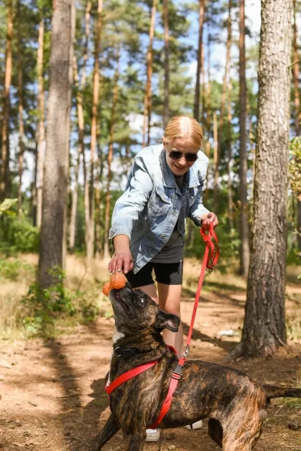 Pies do adopcji, Piła, 25 lutego 2023 (3/3)