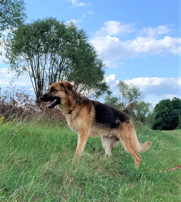 Pies do adopcji, Pniewo-Czeruchy, 23 sierpnia 2023 (2/3)