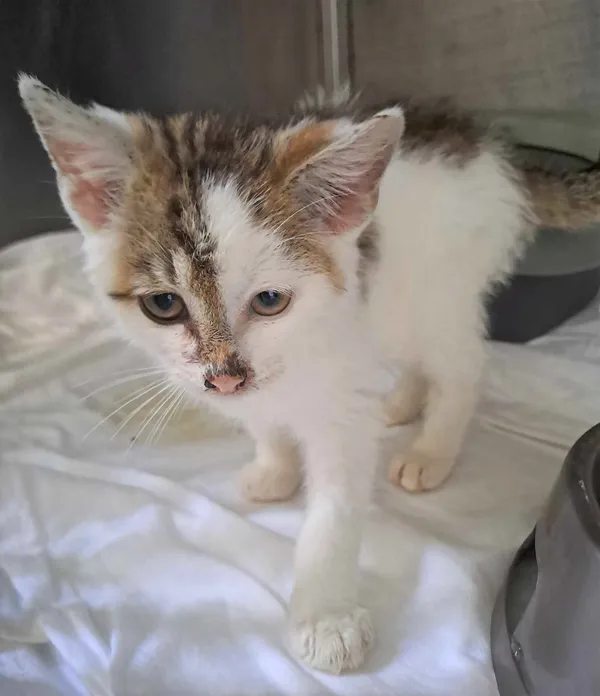 Kot do adopcji, Olsztyn, 1 sierpnia 2023