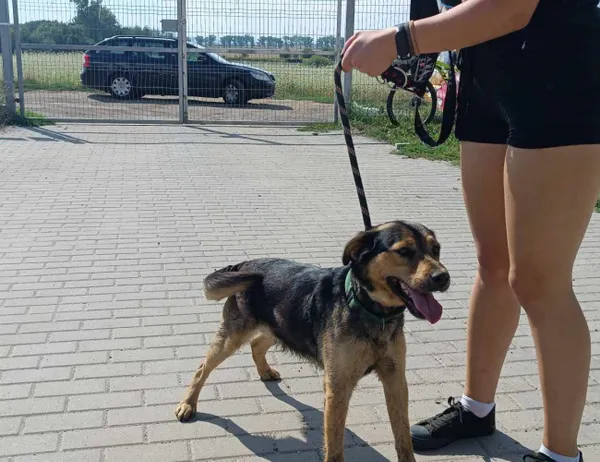 Znaleziono psa, Świdnica, 22 sierpnia 2023