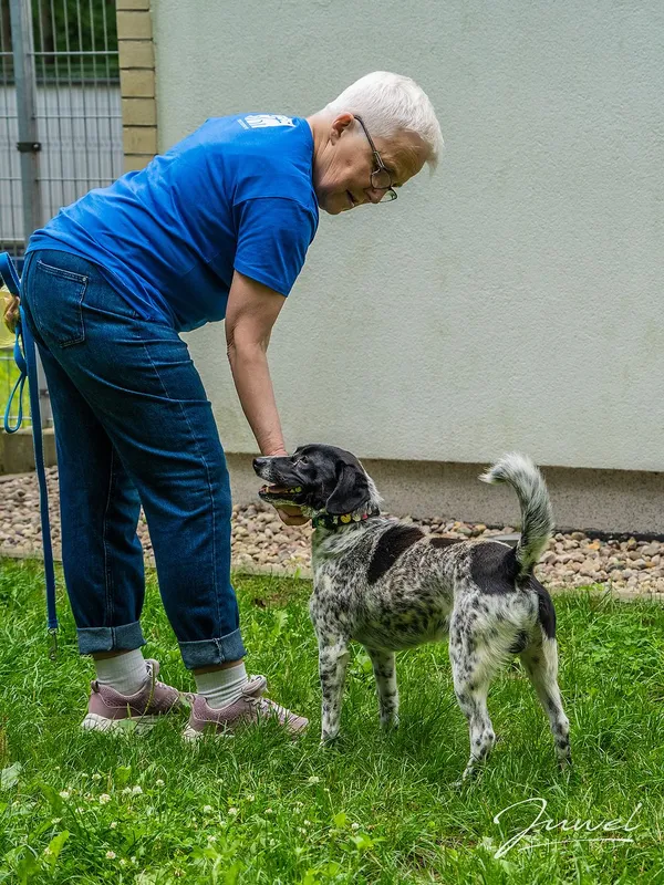 Pies do adopcji, Sopot, 25 sierpnia 2023 (4/5)