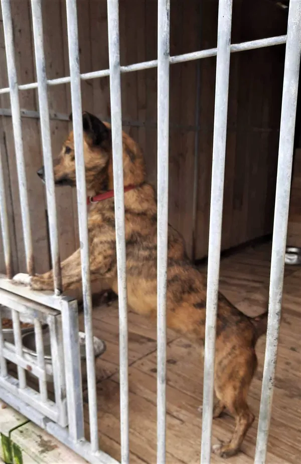 Pies do adopcji, Pniewo-Czeruchy, 25 sierpnia 2023 (4/4)