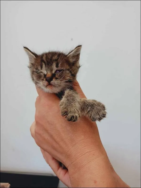 Kot do adopcji, Grudziądz, 24 sierpnia 2023