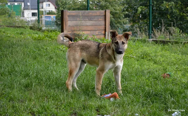 Pies do adopcji, Bydgoszcz, 14 października 2023 (1/5)