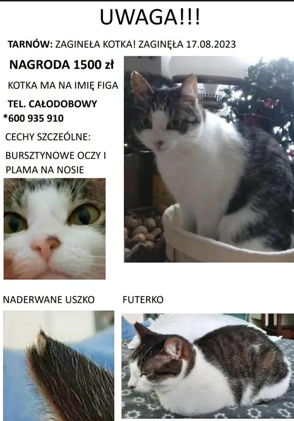 Zaginął kot, Tarnów, Piaskówka, 28 sierpnia 2023 (4/4)