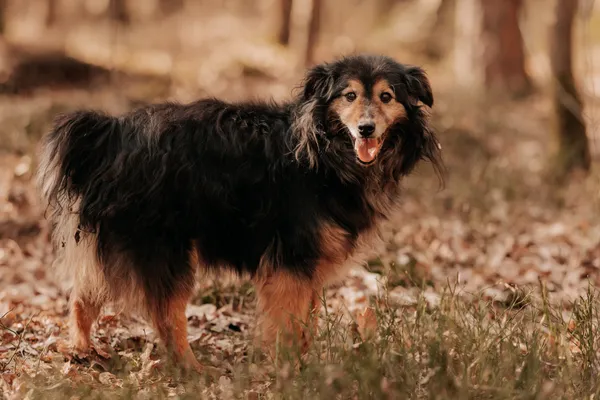 Pies do adopcji, Czartki, 28 sierpnia 2023 (1/5)