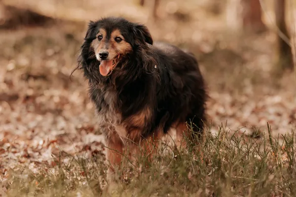 Pies do adopcji, Czartki, 28 sierpnia 2023 (2/5)