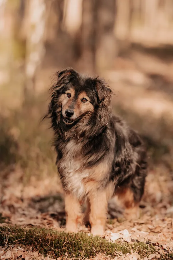 Pies do adopcji, Czartki, 28 sierpnia 2023 (5/5)