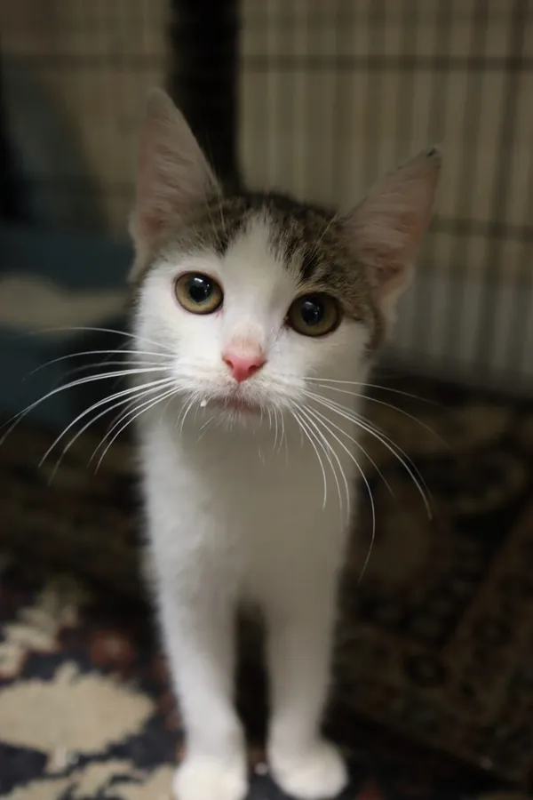 Kot do adopcji, Częstochowa, 1 sierpnia 2023 (2/2)