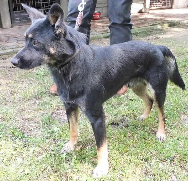 Znaleziono psa, Nowa Krępa, 9 sierpnia 2023