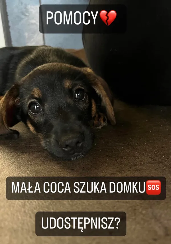 Pies do adopcji, Korabiewice, 30 sierpnia 2023 (4/4)