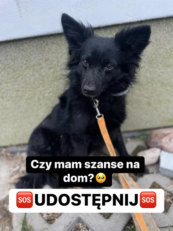 Pies do adopcji, Korabiewice, 30 sierpnia 2023 (1/4)