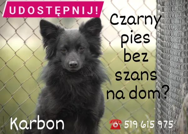Pies do adopcji, Korabiewice, 30 sierpnia 2023 (3/4)