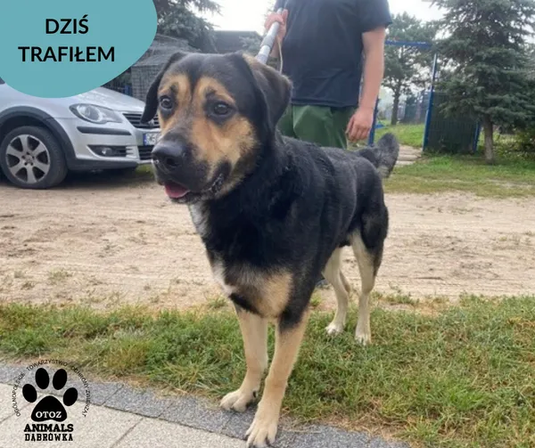 Znaleziono psa, Dąbrówka, 26 sierpnia 2023