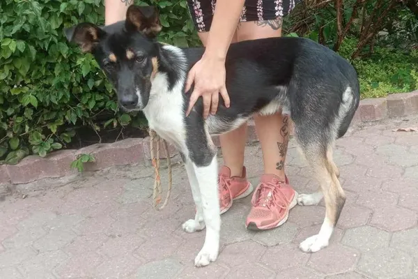 Znaleziono psa, Toruń, 25 sierpnia 2023