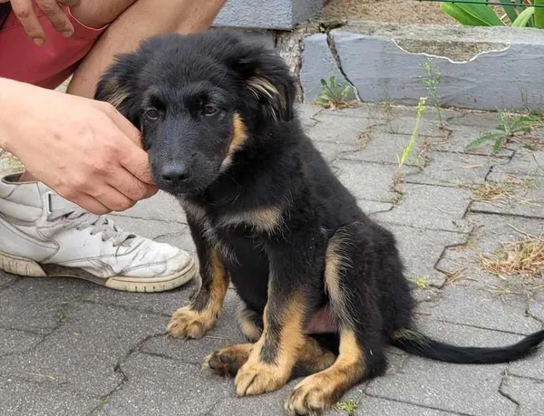 Znaleziono psa, Toruń, 22 sierpnia 2023