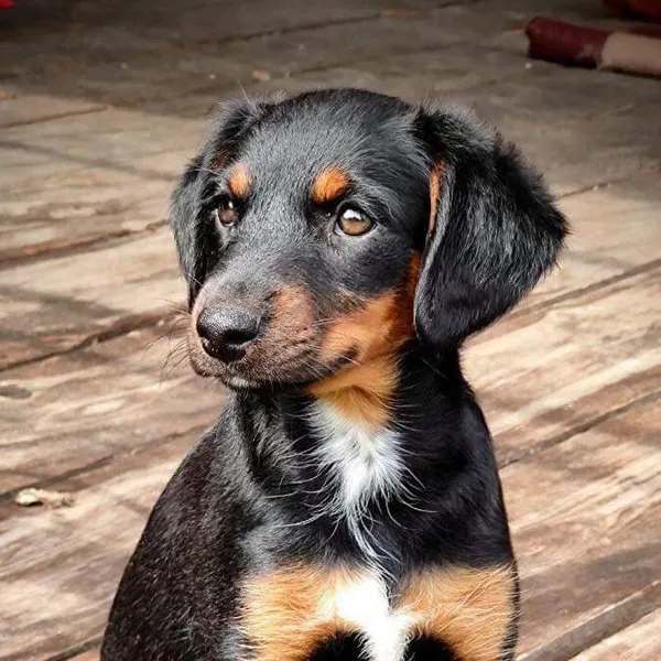 Pies do adopcji, Głowno, 31 sierpnia 2023