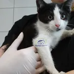 Kot do adopcji