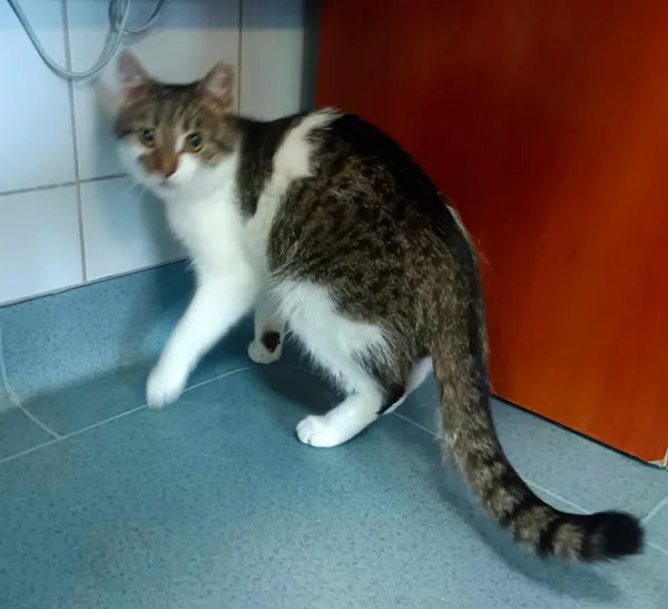 Znaleziono kota, Lublin, 31 sierpnia 2023