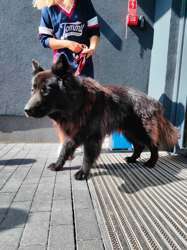 Znaleziono psa, Poznań, 2 września 2023