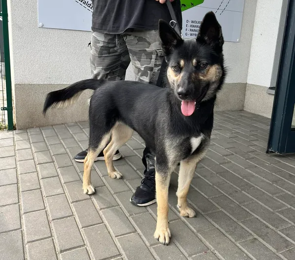 Znaleziono psa, Bydgoszcz, 3 września 2023