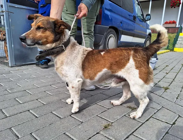 Znaleziono psa, Bydgoszcz, 1 września 2023