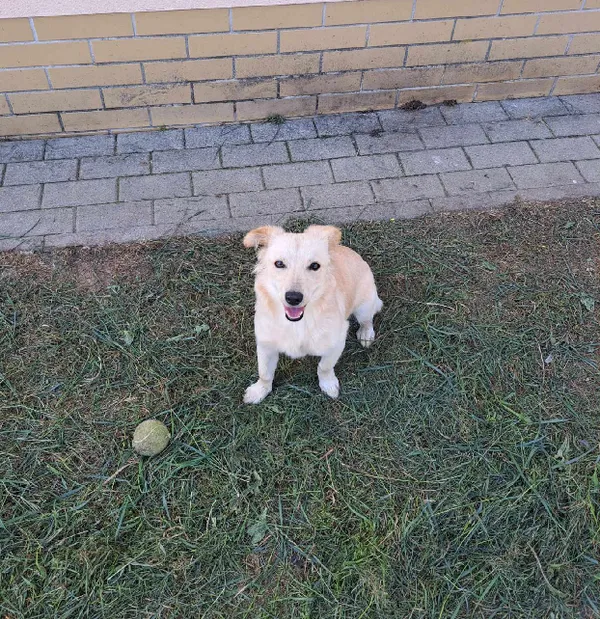 Znaleziono psa, Wrocław, 20 sierpnia 2023
