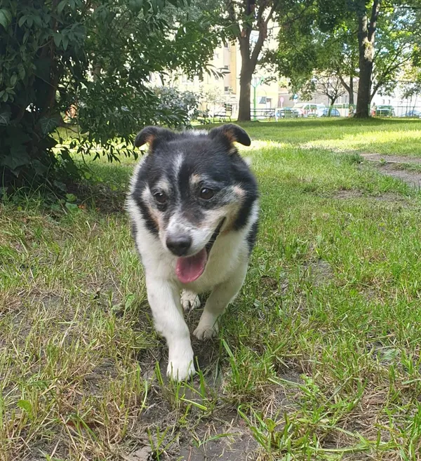 Znaleziono psa, Łódź, 5 września 2023
