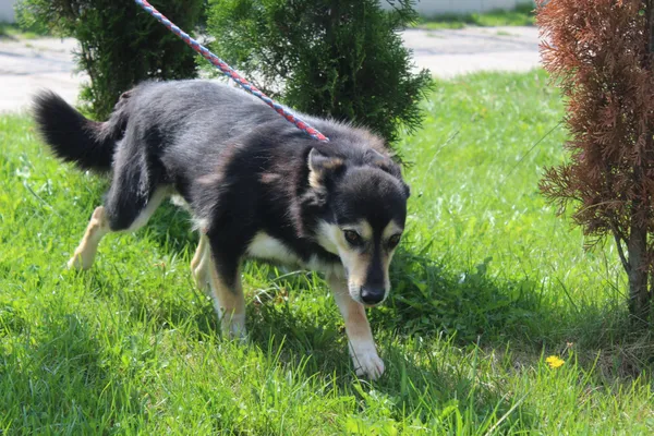 Pies do adopcji, Bełchatów, 26 września 2022 (2/5)