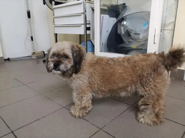 Pies do adopcji, Choszczno, 22 sierpnia 2023