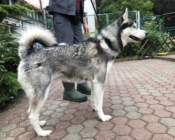 Znaleziono psa, Toruń, 29 sierpnia 2023