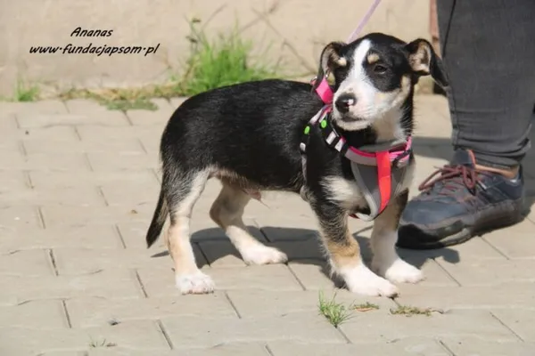 Pies do adopcji, Nowy Dwór Mazowiecki, 7 września 2023 (3/5)