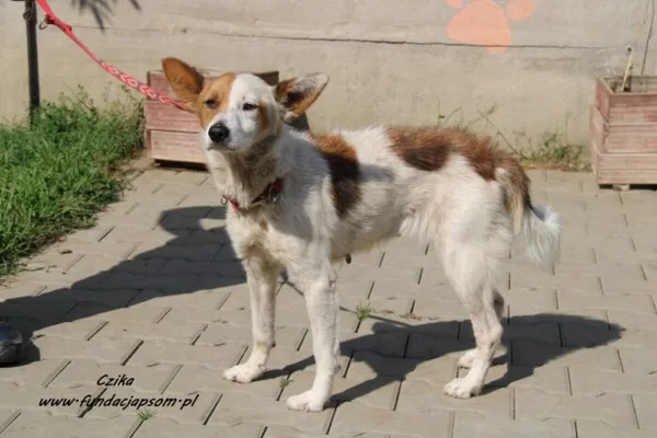 Pies do adopcji, Nowy Dwór Mazowiecki, 7 września 2023 (4/5)