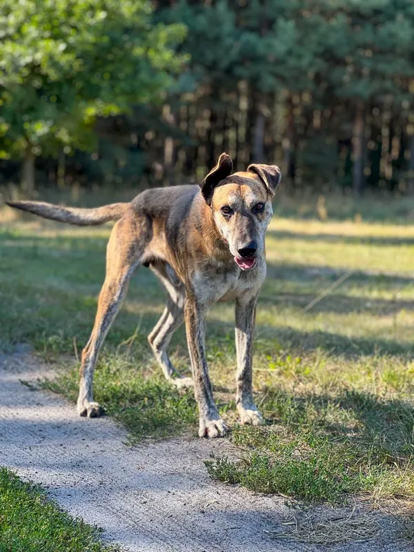 Pies do adopcji, Pieczyska, 8 września 2023 (5/5)