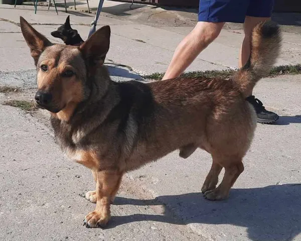 Znaleziono psa, Pieckowo, 7 września 2023 (2/2)