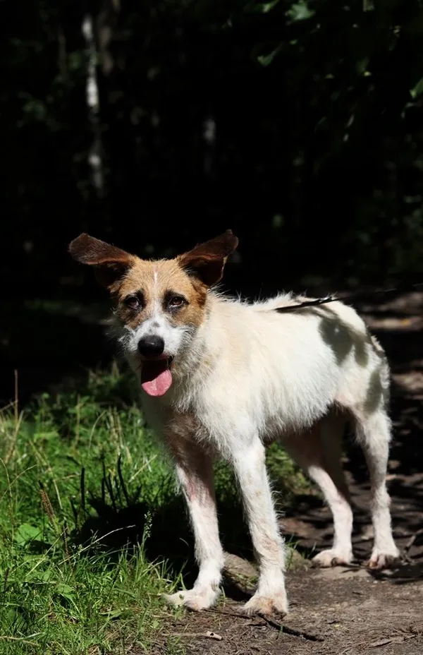 Pies do adopcji, Dłużyna Górna, 9 września 2023 (4/5)